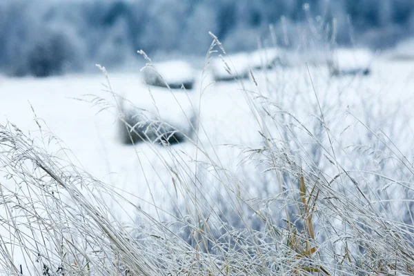 Torrt gräs med snöflingor — Stockfoto