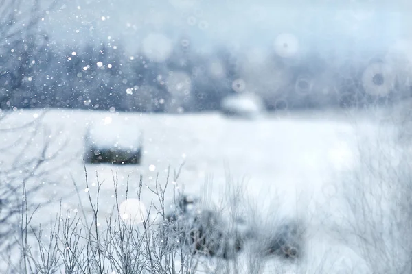 Dry grass with snowflakes — Stock Photo, Image