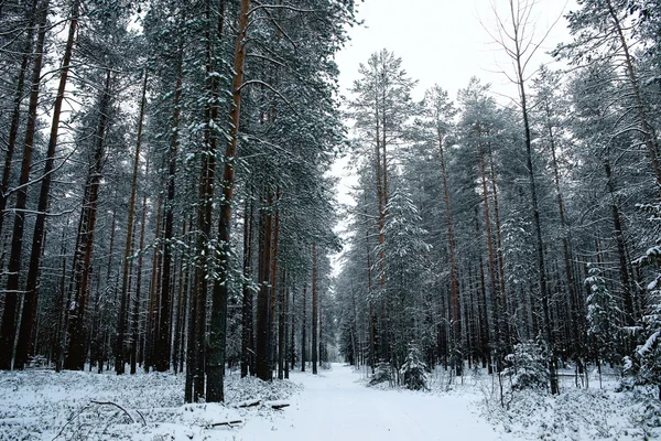 Prachtige besneeuwde winter in bos — Stockfoto