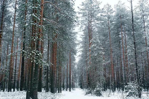 Bellissimo inverno nevoso nella foresta — Foto Stock