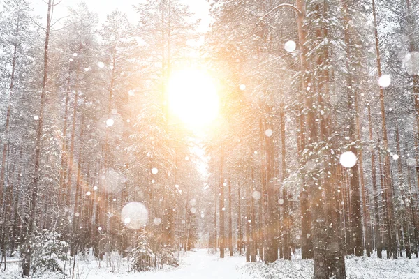 De stralen van de zon in de winter forest — Stockfoto