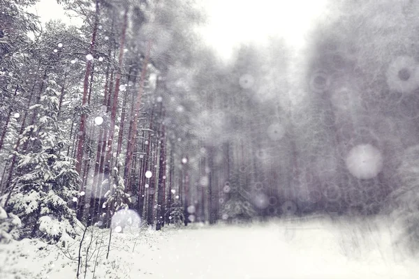 겨울 숲에 내린 눈 — 스톡 사진