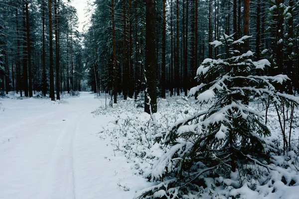 Сніжна зима в лісі — стокове фото