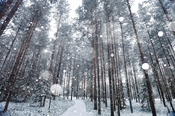 Besneeuwde winter in het bos — Stockfoto
