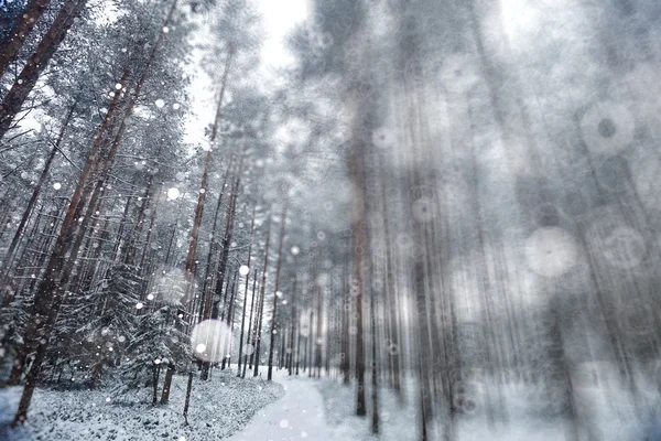 Снегопад в зимнем лесу — стоковое фото
