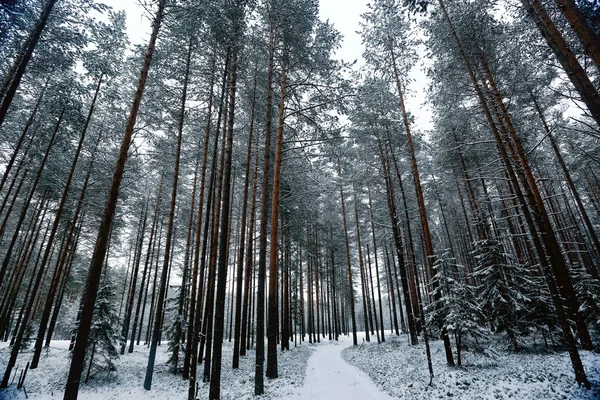Schneebedeckter Winter im Wald — Stockfoto