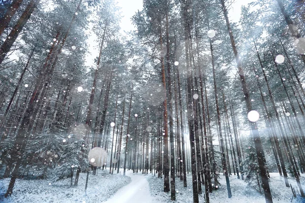 Inverno nevado na floresta — Fotografia de Stock