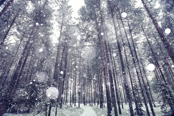 Besneeuwde winter in het bos — Stockfoto