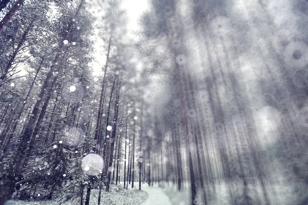 Snowfall in winter forest — Stock Photo, Image