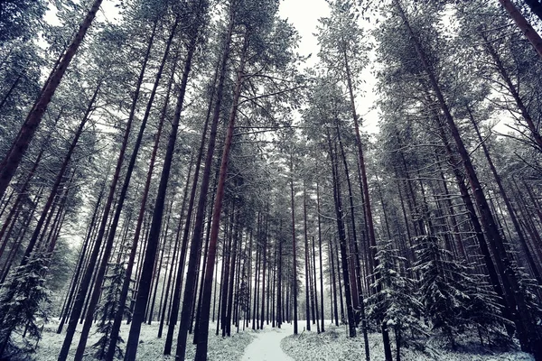 Inverno nevado na floresta — Fotografia de Stock