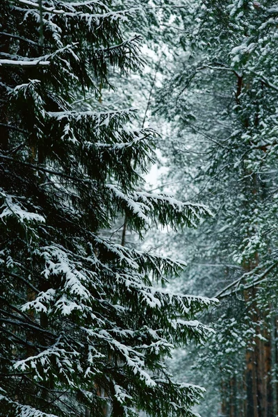 Bel hiver enneigé en forêt — Photo