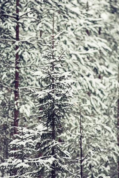 Beautiful snowy winter in forest — Stock Photo, Image