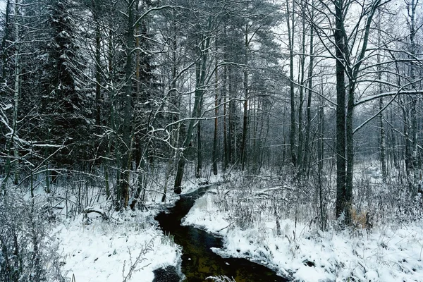 Замерзший ручей в лесу — стоковое фото