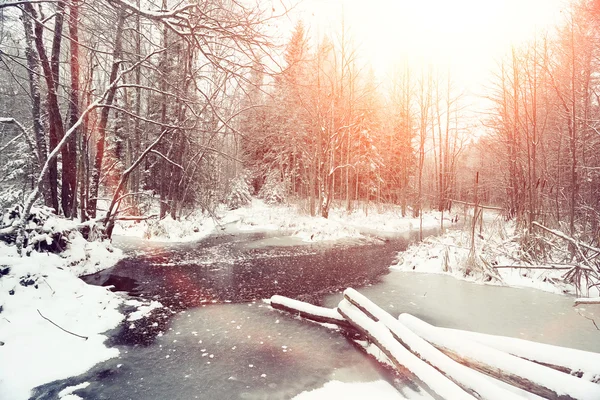 Raggi di sole nella foresta invernale — Foto Stock