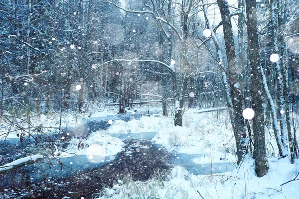 Śnieżna zima w lesie — Zdjęcie stockowe