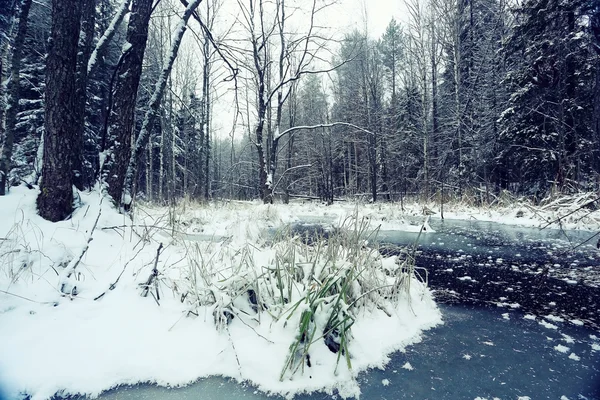 Besneeuwde winter in het bos — Stockfoto