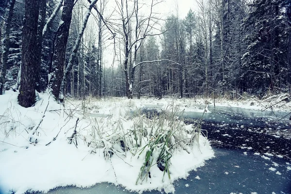 Śnieżna zima w lesie — Zdjęcie stockowe