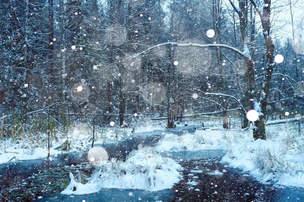 Snöig vinter i skogen — Stockfoto