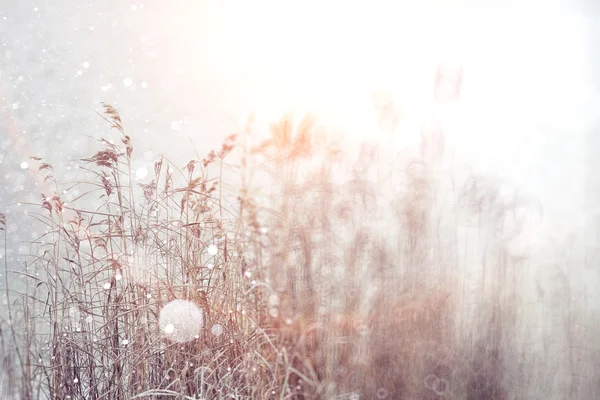 Torrt gräs med snöflingor — Stockfoto