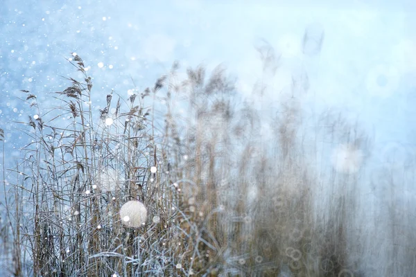 Droog gras met sneeuwvlokken — Stockfoto