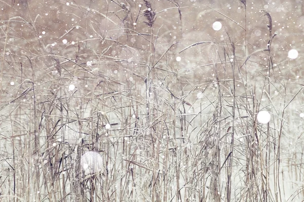 Grama seca com flocos de neve — Fotografia de Stock