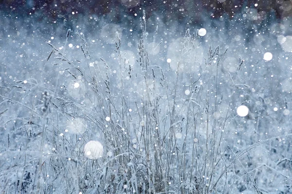 Hierba seca con copos de nieve —  Fotos de Stock