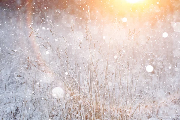 Grama seca com flocos de neve — Fotografia de Stock