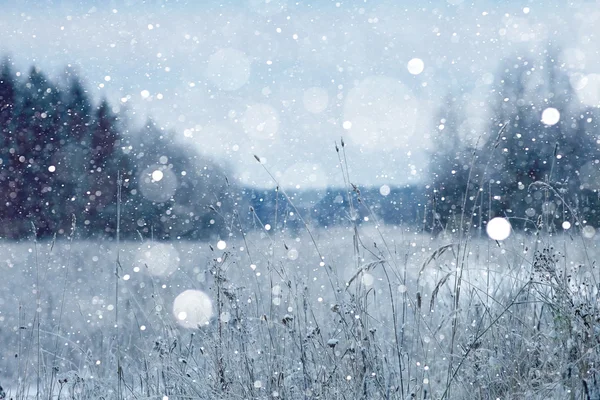 Besneeuwde winter in het bos — Stockfoto