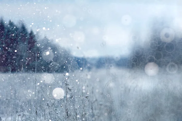 Herbe sèche avec flocons de neige — Photo