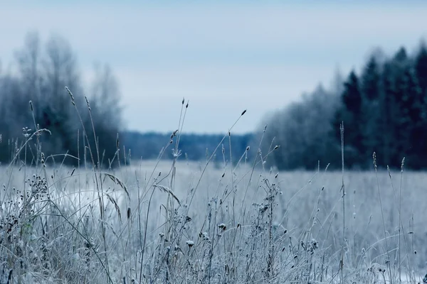 Снежная зима в лесу — стоковое фото