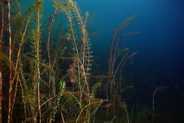 Gölü sualtı dünyası