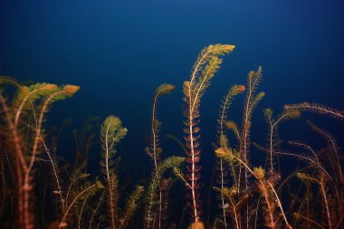 Gölü sualtı dünyası