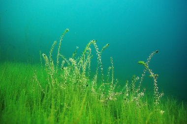 Gölü sualtı dünyası