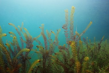 Gölü sualtı dünyası