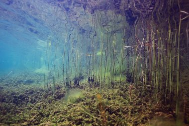 Gölü sualtı dünyası