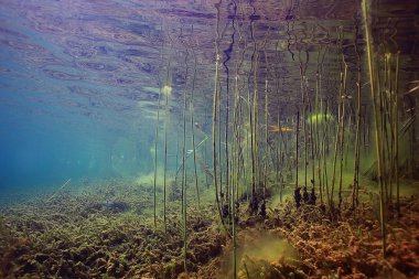 Gölü sualtı dünyası