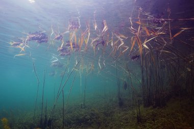 Gölü sualtı dünyası