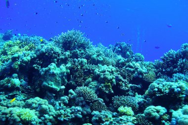 renkli sualtı dünyası