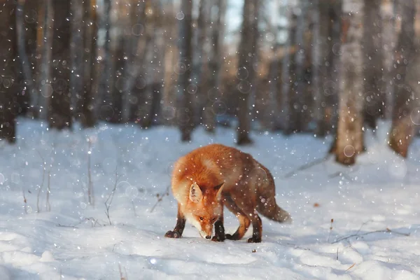 Lindo zorro rojo en el bosque — Foto de Stock