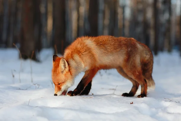 Cute red fox in forest — Stock Photo, Image