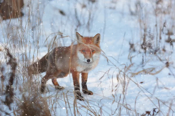 Lindo zorro rojo en el bosque — Foto de Stock