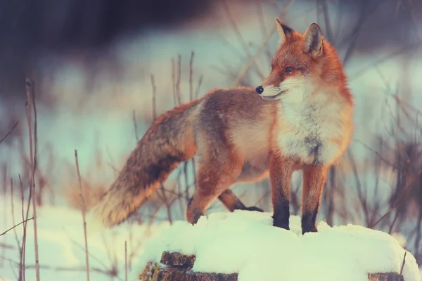 Lindo zorro rojo en el bosque —  Fotos de Stock