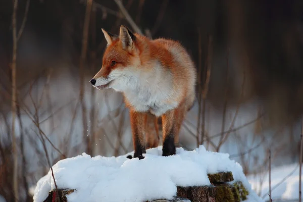Lindo zorro rojo en el bosque — Foto de Stock