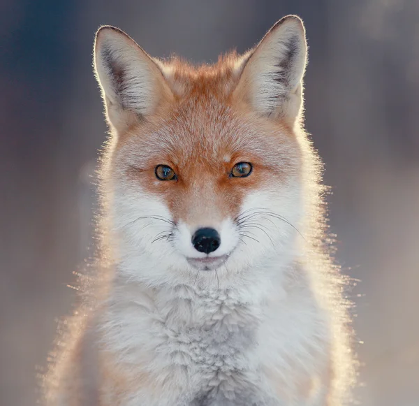 Lindo zorro rojo en el bosque — Foto de Stock