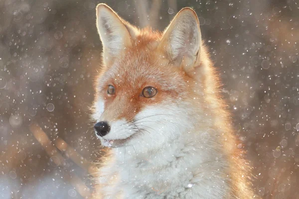 Lindo zorro rojo en el bosque — Foto de Stock