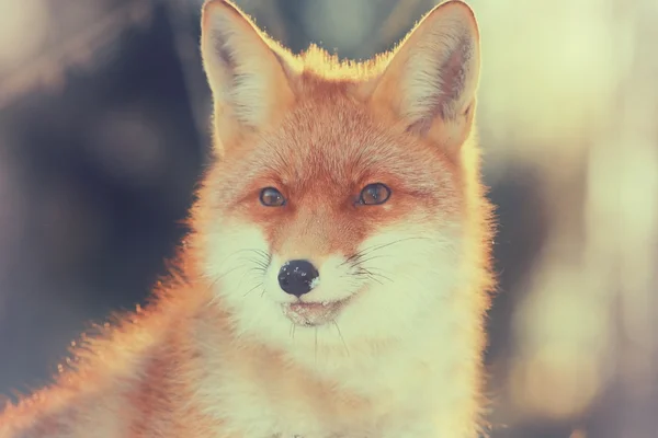 Roztomilý red fox v lese — Stock fotografie