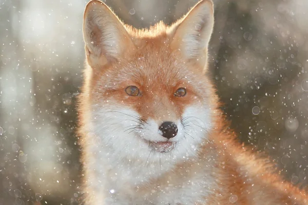 可爱的红狐狸在森林里 — 图库照片