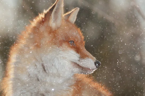 Мила червона лисиця в лісі — стокове фото