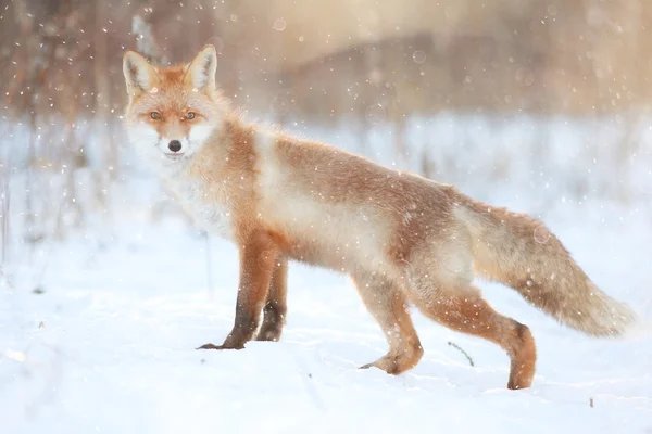 Lindo zorro rojo en el bosque —  Fotos de Stock