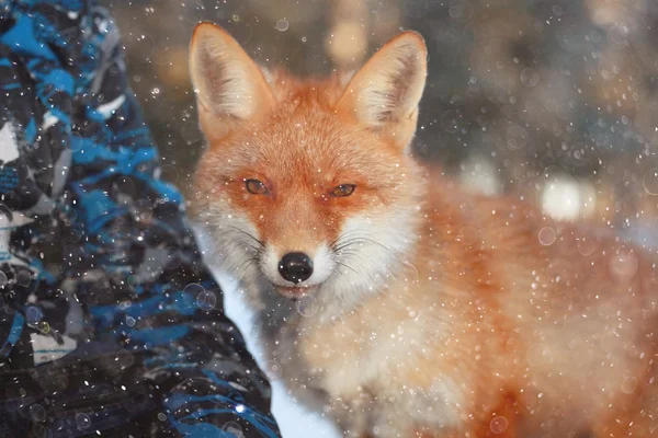 Lindo zorro rojo en el bosque — Foto de Stock